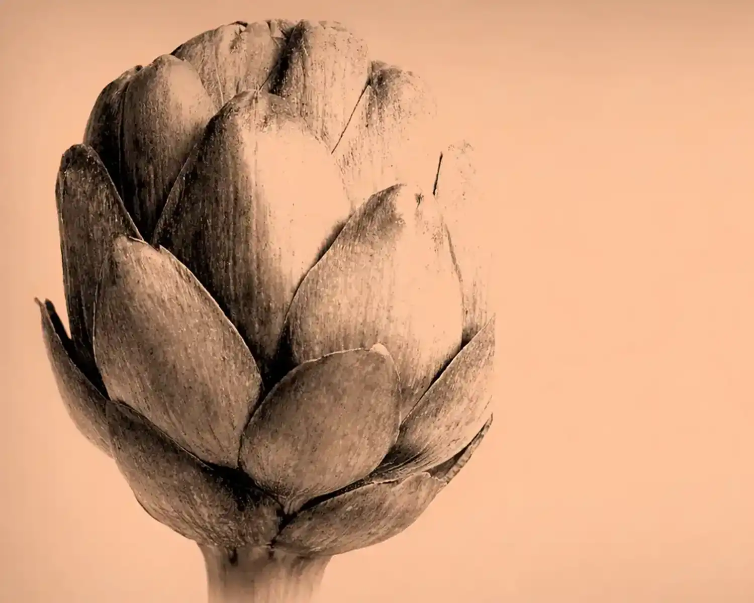 Taste Liguria and Sicily campaign artwork for Gusto Festival